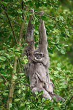 Silvery gibbon Hylobates moloch with a newborn