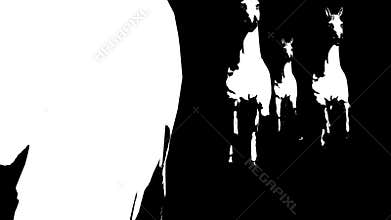 A herd of running horses. Alpha channel. Alpha Matte. 4K.