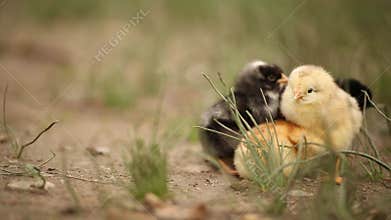 Group of Newborn Chickens