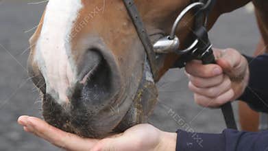 Male hand feeding and caressing muzzle of a horse. Arm of human stroking and petting face of stallion. Care and love for