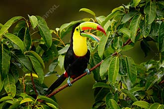 Toucan sitting on the branch in the forest, Boca Tapada, green vegetation, Costa Rica. Nature travel in central America. Keel-bill