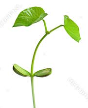 Bean Stalk