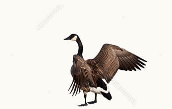 Canadian goose
