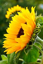 Sunflower full bloom summer sun