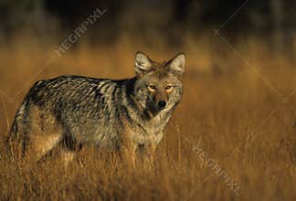 Coyote in Grass