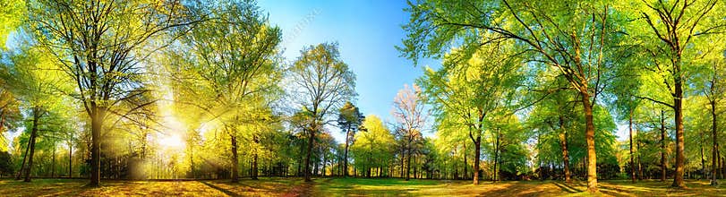 Gorgeous panoramic spring scenery with sunlit trees