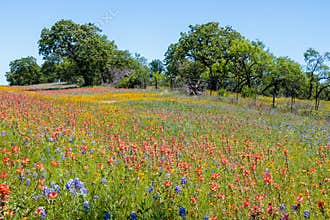 Mason Texas Wildflowers
