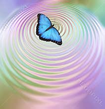 The Butterfly Effect