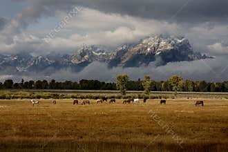 Horses and Tetons