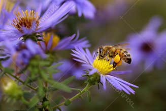 Honeybee on aster