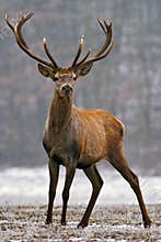 Red deer stag