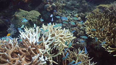 Coral reef and tropical fish. Philippines