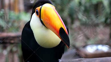Big Toucan