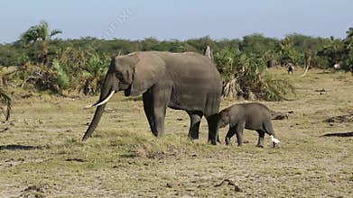 Elephant and elephant eating grass in an oasis in the savanna in the dry season