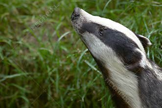 Badger