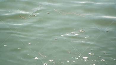 Lake fish dirty water rock throw audio