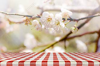 Picnic Background with cherry blossom.