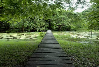 Amazon forest wood bridge