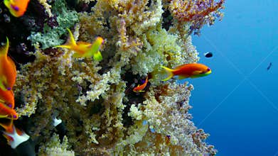 Colorful Fish on Vibrant Coral Reef, Red sea