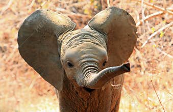 Cute baby elephant with ears flapping and trunk extended