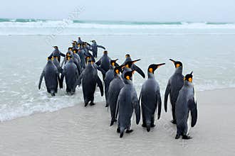 Group of King penguins, Aptenodytes patagonicus, going from white sand to sea, artic animals in the nature habitat, dark blue sky,