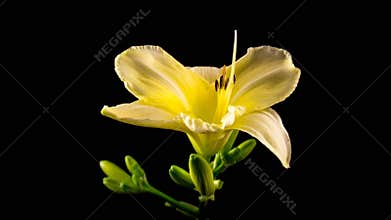 Timelapse of a yellow daylily flower blooming and fading on black background