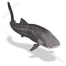Whale shark