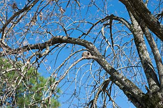 Alamo Tree with Rufous Hornero nest