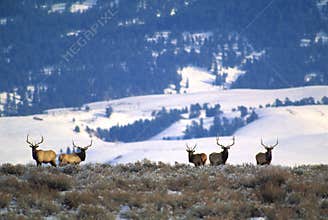 Elk Hunters Dream