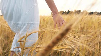 Woman`s hand running through wheat field. Girl`s hand touching wheat ears closeup.Harvest concept. Harvesting.