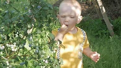 The boy is near the blueberry bush. He looks up and plucks ripe berries and eats.