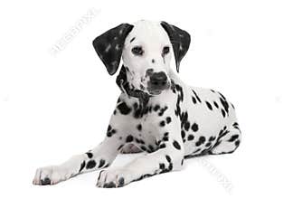 Dalmatian puppy