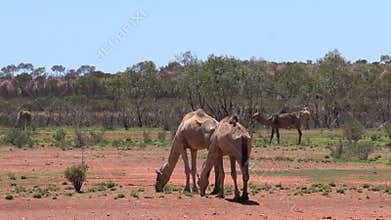 Camel walking in the outback of Australia
