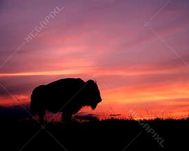 Bison Sunset