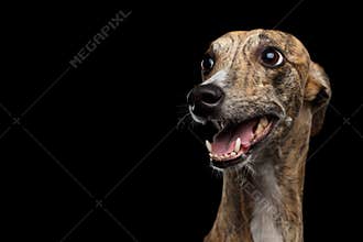 Funny Whippet Dog on Black Background