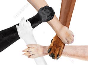 Joined paws hands in a circle as a team