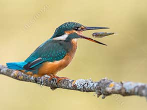 Kingfisher bird Alcedo atthis eating a fish