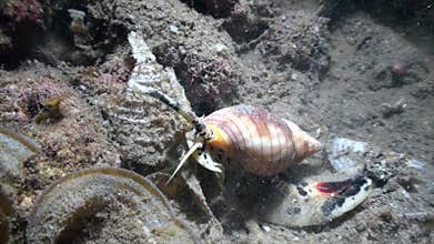 Sea snail Conus ferrugineus hanting in the night in Indonesia