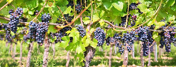 Close up on red black grapes in a vineyard, panoramic background, grape harvest