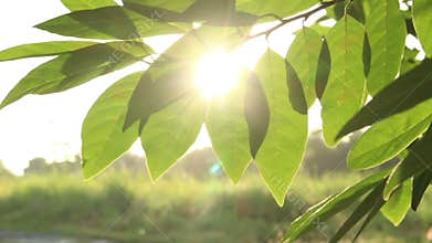 Rays of the sun through the leaves of trees