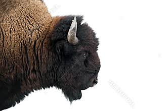 American Bison in Yellowstone National Park