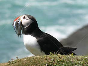Atlantic Puffin with Sandeels