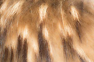 Texture of faux fur, imetiruyuschaya fur animals
