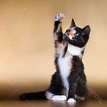 Cute little tree colors mixed breed kitten at studio