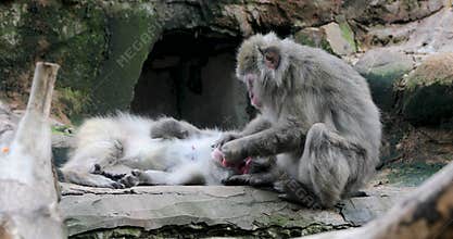 Japanese macaque cleaning another monkey teeth