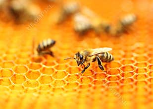 Bees on honeycomb