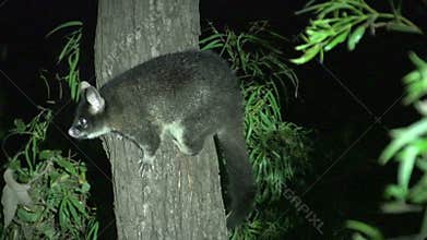 Possum in a tree in the night in Margaret River, Western Australia