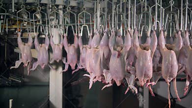Complicated factory route of transferring chicken carcasses.