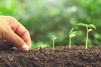 hand planting seed in soil plant growing step