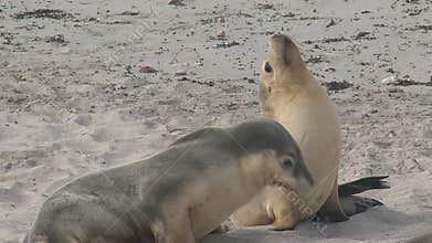 Sealions at the beach in Kangaroo Island, Australia